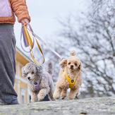 Hurtta Seeker Hundebånd Honning (16-H934947)