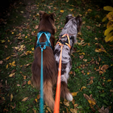 Non-stop Rush Hundesele,  Teal (44-4501, 44-4502, 44-4503, 44-4504)