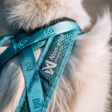 Non-stop Rush Hundesele,  Teal (44-4501, 44-4502, 44-4503, 44-4504)