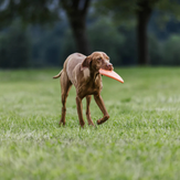Non-stop Hundeleke Frisbee (44-8101)