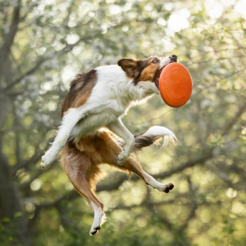 Non-stop Hundeleke Frisbee (44-8101)