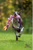 Doggie-Zen Elastisk Fleece og Fuskepels Hundeleke,  Lilla - 70cm (33-7421LI)