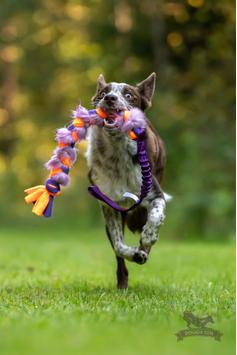 Doggie-Zen Elastisk Fleece og Fuskepels Hundeleke,  Lilla - 70cm (33-7421LI)