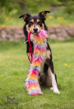 Doggie-Zen Bonanza Elastisk Hundeleke med Fuskepels,  Rosa Pastell - L (33-7700RP)