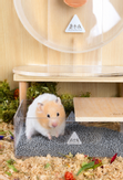 Bucatstate Sandbad til Hamster - Rektangulært (115-450901)
