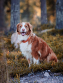 Woolly Wolf Alpha 360 Halsbånd, Terracotta (89-CLRAL142-XL, 89-CLRAL142-L,)