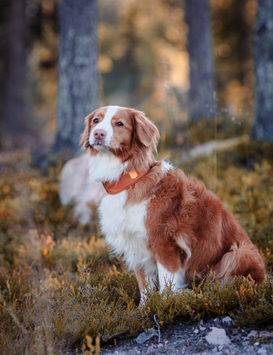 Woolly Wolf Alpha 360 Halsbånd, Terracotta (89-CLRAL142-XL, 89-CLRAL142-L,)