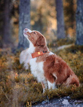 Woolly Wolf Alpha 360 Halsbånd, Terracotta (89-CLRAL142-XL, 89-CLRAL142-L,)
