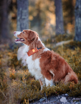 Woolly Wolf Alpha 360 Halsbånd, Terracotta (89-CLRAL142-XL, 89-CLRAL142-L,)