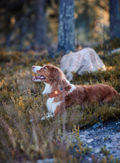 Woolly Wolf Alpha 360 Halsbånd, Terracotta (89-CLRAL142-XL, 89-CLRAL142-L,)