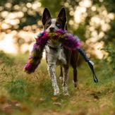Doggie-Zen Bonanza Elastisk Hundeleke med Fuskepels,  Blå og Rosa - L (33-7700BR)