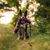 Doggie-Zen Bonanza Elastisk Hundeleke med Fuskepels,  Blå og Rosa - L (33-7700BR)