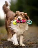 Doggie-Zen Elastisk Treningsleke med Godbitlomme og KONG Air Pipball (33-7206)