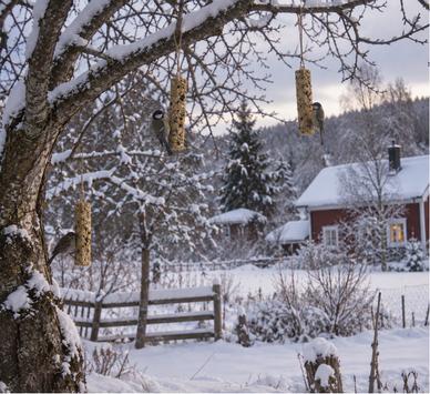  Jr Farm Julekalender til Villfugler