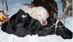  Hvilepose Sovepose Hund Str 3 -Jæger og hund