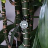 SICASI Scentpod til Nosework  - Grå (75-78153132GREY)