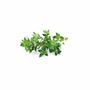 Click and Grow Click and Grow Smart Garden Refill 3-pack - Thyme