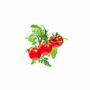 Click and Grow Click and Grow Smart Garden Refill 3-pack - Mini Tomato