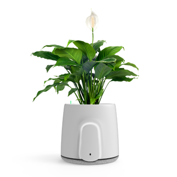 Vitesey Natede Smart - White Pot + Beige Base - Plugs G+I - Wi-Fi/Ble - ENG manuals (NT01AA01_B)