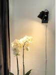Aneta Lighting METZ vegglampe,  svart/ matt messing, GU10 (7041661271470)