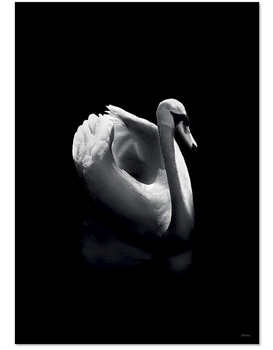 ChiCura Poster Pure Spirit 50x70 (537-CP-1116-5070)