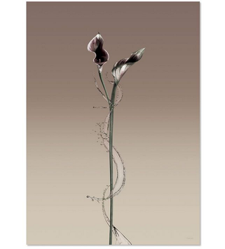 ChiCura Poster All Around 50x70