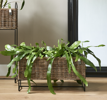 Riviera Maison Plantbox Rotting Lav (443-449440)