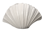 By On Vase Shell Hvit 31x21x19cm (265-609-058w)