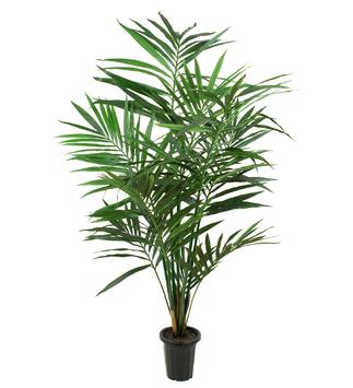Mr Plant Kunstig Plante Kentiapalme H120cm