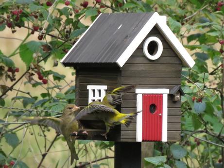 Wildlife Garden Fuglehus og fuglemater,  Sort (641-WG106)