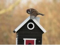 Wildlife Garden Fuglehus og fuglemater,  Sort (641-WG106)