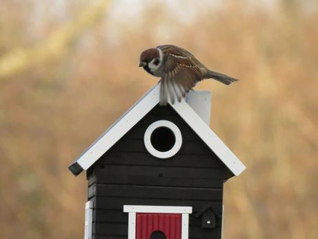 Wildlife Garden Fuglehus og fuglemater,  Sort (641-WG106)