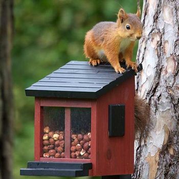 Wildlife Garden Ekornmater Rød