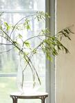 Affari Magnolia Vase Glass Ø22xH36 (483-881-071-00)