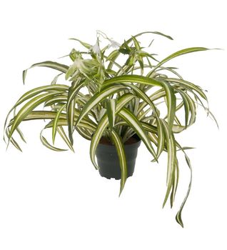 Mr Plant Kunstig Plante Clorophyton 35cm (260-2537-95-1)