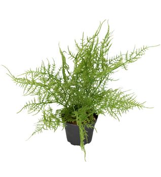Mr Plant Kunstig Plante Plumosus 30cm (260-9250-90-1)