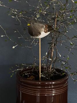 UND Småfugl på pinne Natur