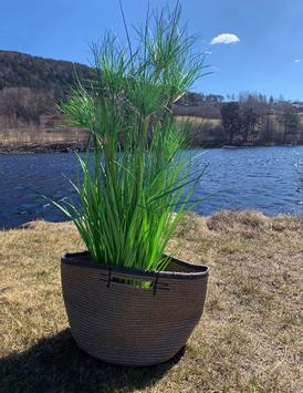 Mr Plant Kunstig Plante Papyrus 90cm (260-7013-090)