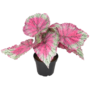 Mr Plant Kunstig Plante Rexbegonia 20cm (260-9136-25-1)