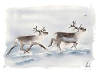 Nordic Wild Kunsttrykk Reinsdyr 30x40cm Akvarellpapir (672-272014)