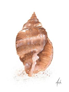 Nordic Wild Kunsttrykk Skjell EO 30x40cm Akvarellpapir