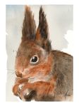 Nordic Wild Kunsttrykk Ekorn 30x40cm Akvarellpapir (672-272007)
