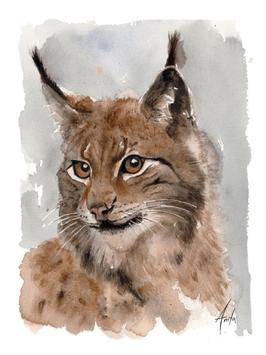 Nordic Wild Kunsttrykk Gaupe 30x40cm Akvarellpapir (672-272002)