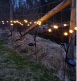 Fireflies Solcellelys 2pk (ILDFLUE-8PK)