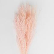 COOEE Pampas-Strå Faded Pink 70cm