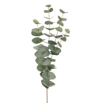 Mr Plant Eucalyptus Kvist Grønn H60cm