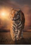 Clementoni Puslespill Tiger High-Quality-Collection 1000 brikker (351-5860307)