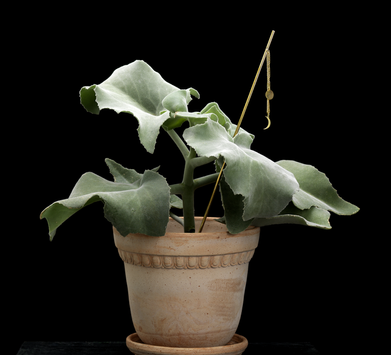 Garden Glory Blomsterpinne Måne (730-19520)