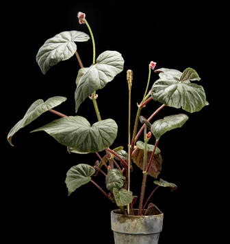 Garden Glory Blomsterpinne Organisk (730-19521)