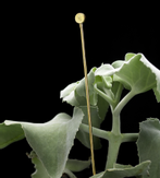 Garden Glory Blomsterpinne GG-knapp (730-19522)